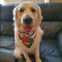 Golden Retriever Roman(@RetrieverRoman) 's Twitter Profile Photo