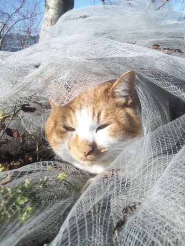 夫と猫とカピバラさんが大好き。きままな専業主婦生活してます。