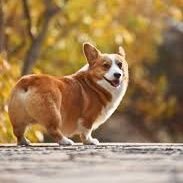 犬畜生さんのプロフィール画像