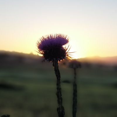 koumassa's profile picture. s'7abni nass mwa9rani, sa3a ana li m'wa9ar rassi.