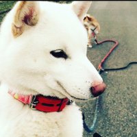 柴犬と猫。こちら田舎の多頭飼い (@shibainu_neko_) Twitter profile photo