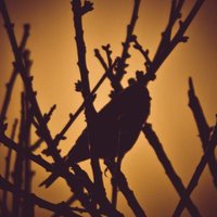 Jesús R (@susomen6) 's Twitter Profile