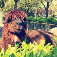 Feedfeww (@feedfeww) 's Twitter Profile