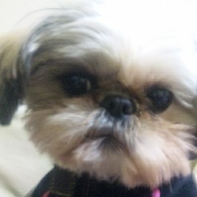 シーズー🐶はおともだち/
ポケモンSV(ゆるーく配信集め)/
ポケモンスリープ/モンハンnow/DBD/あつ森/ホラー👻/氷/モンハンワイルズ