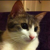 mika_f (@mika_creo) 's Twitter Profile Photo mika_f (@mika_creo) 's Twitter Profile Photo
