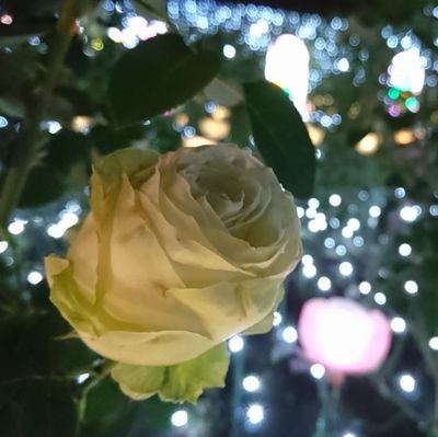 紅　疾風さんのプロフィール画像