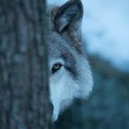 syedmuzammil_'s profile picture. 😀