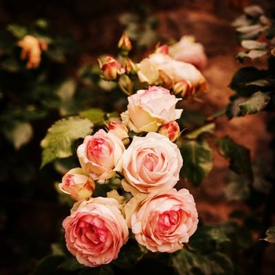 ladtoo1978's profile picture. 