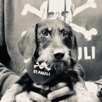EmilTheHotDog(@DogEmil) 's Twitter Profile Photo