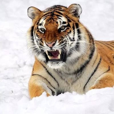 ForeverBengal Profile Picture