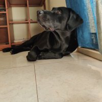 saptak ghosh (@sap_sustained) 's Twitter Profile