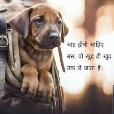 Animal Rescue Trust ( ART Pune) (@AnimalPune) / Twitter