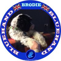 Brodie Richards(@BrodieRichards8) 's Twitter Profileg