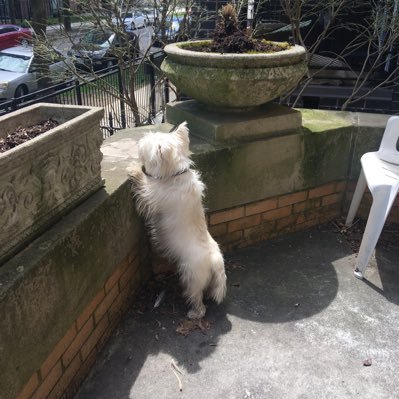 sadsackmac's profile picture. the lowing of kine over small meadows