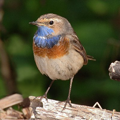 News and sightings from Lancaster & District Birdwatching Society. Join us! https://t.co/L767LbbTYS