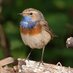 Lancaster & District Birdwatching (@ldbwsnews) Twitter profile photo Lancaster & District Birdwatching (@ldbwsnews) Twitter profile photo