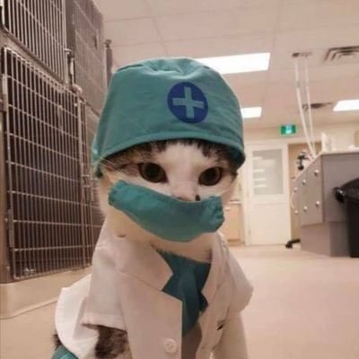 owltux's profile picture. linux user | cat lover