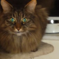 Head of Cod 99 (@johndav96486557) Twitter profile photo