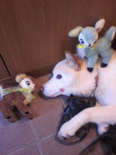 hosihosi0221's profile picture. マニアックで多趣味な会社員です。テディベア、ぬいぐるみ、リスグッズ、アンティーク、手仕事で生まれたモノ、そしてマンガをこよなく愛します。仕事は金融の営業をやってますが、つぶやきは日常と趣味中心です。