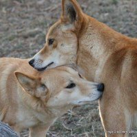 Dingo Coexistence(@DingoNOTWildDog) 's Twitter Profile Photo
