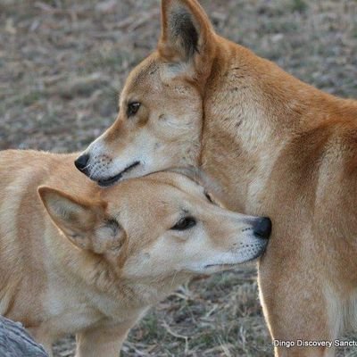 Australian dingo (Canis lupus dingo) - JungleDragon