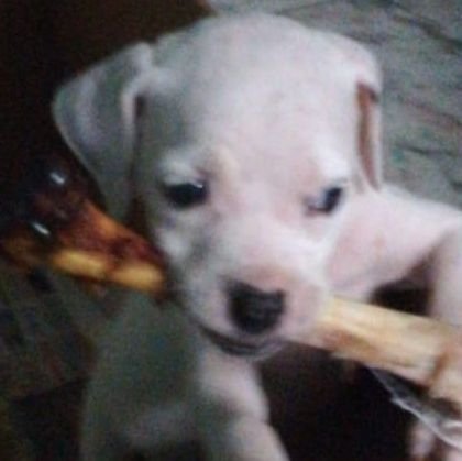 Greminer's profile picture. Afiliado en @Twitch