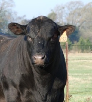 HtownBBQ's profile picture. I eat BBQ. sports fan, husband, father & Aggie.