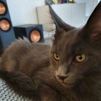 Rumex Longifolius Ⓥ (@longifolius) 's Twitter Profile