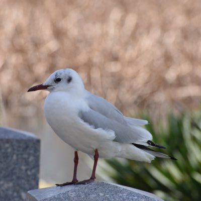 前向蛇さんのプロフィール画像