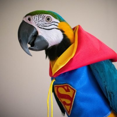 Clothing and hoodies for parrots and birds! Home of the harness jackets❤️ #Homemade #Custommade #parrots #babesinmasks