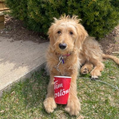 KookooLandry's profile picture. 