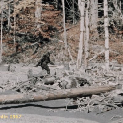 ScottPacs's profile picture. Okay we're in the dark woods now; there's a soft wind blowing through some sycamore trees and the moon is out