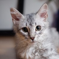 (~Jane~) I love animals 🇨🇦 (@jane_resists) 's Twitter Profile Photo (~Jane~) I love animals 🇨🇦 (@jane_resists) 's Twitter Profile Photo