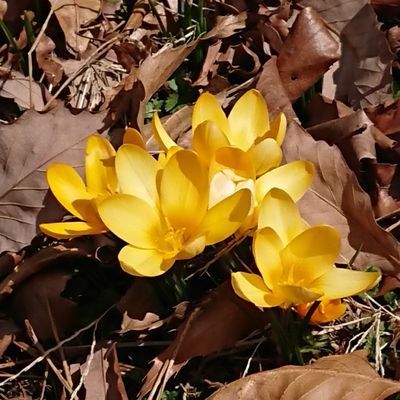 やじろべえ Nanasiba3003 Twitter やじろべえ Nanasiba3003 Twitter