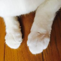 minaco@4y7m+2y10m (@____minaco) 's Twitter Profile