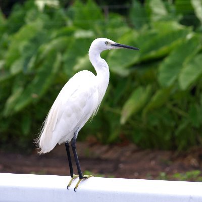 gt8700's profile picture. 