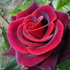 syedali74632396's profile picture. love peace respect