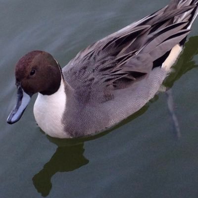 carpbouzu1's profile picture. ラジオ📻と生き物🦜と野球⚾️ファン。 世界中の人たちが穏やかに暮らせますように。尊敬するラジオリスナー様、ハガキ職人様をフォローしています。 子どもとともに受験勉強中(主に英語、算数/数学、国語)。裁判傍聴初心者。