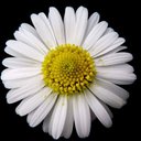 Daisy Queen - @Daisy__Queen - Twitter