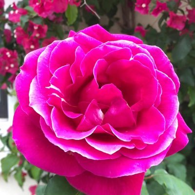 FANGWAN63260309's profile picture. 人道主義者 文學 流行 DIY 與家居 健身與保健 教養 藝術 音樂 健康 政府官員與機構 有趣圖片 天氣 電視