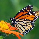 Mary strand - @mstrand40 - Twitter