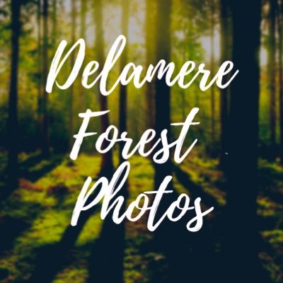 A collection of photos taken in the beautiful Delamere Forest in Cheshire, North West England UK #delamereforest 2021 Wall Calendar now available, see link