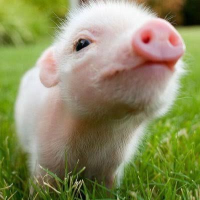 ぺいさんは癒やし全振り催眠も掛けれる豚さんです。
実はゆるふわ催眠でお耳を幸せにしてあげるだけのただの豚さんです。
豚さんに豚と言うとプンプンすることもある豚さんです。           
サンプルボイスはこちらなのだ！
https://t.co/RCABYq31Un