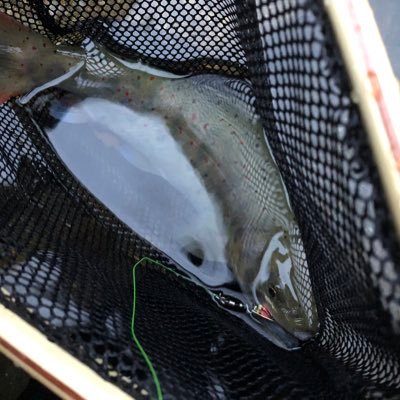 14 على تويتر いつもの渓流で魚はイワナとアマゴとアブラハヤ しか見たことなかったけどカワムツ がおった 綺麗やなぁ カワムツであってるよな 間違ってたら言ってください 渓流釣り 渓流 エサ釣り カワムツ 滋賀