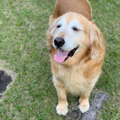 choco_py_xxx's profile picture. 