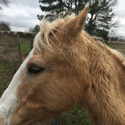 Just trying to stay positive ,in this ever changing world we share .Luv all things curvy,Women,cars, and horses.! Caution may go rogue from time to time!