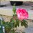 cindy_morey6's avatar