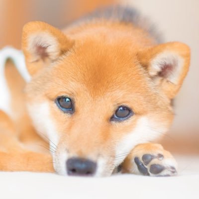 🍙３歳🐶やんちゃであまえんぼな赤胡麻豆柴♂吉之助(きち) 🏝千葉＆滋賀在住/Japan 🎂誕生日/2018.08.18 🌸#豆柴白岩山荘 👩ママ@Nacky222 🎉Instagram,Youtube🐶💓お気軽にフォローお願いします🎶(無言フォローすみません💦&無言フォロー大歓迎です🎉)