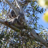 💧🌱 wentworth falls(@tilly64) 's Twitter Profileg