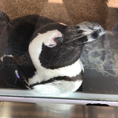 mainichi_niko25's profile picture. 